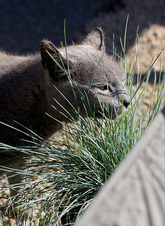 Next time you’re in the yard, keep an eye out for Smokey, our resident kitty!